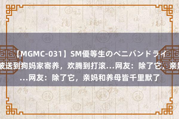 【MGMC-031】SM優等生のペニバンドライオーガズム 小金毛被送到狗妈家寄养，欢腾到打滚…网友：除了它，亲妈和养母皆千里默了